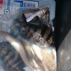 加太にてちょい投げ〜キス・サンバソウ・コチ・ハゼ