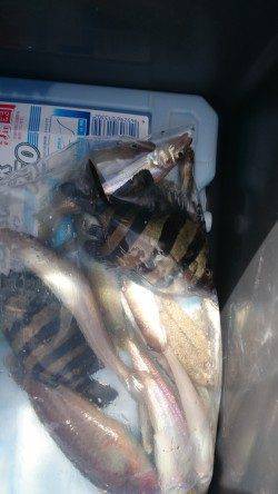 加太にてちょい投げ〜キス・サンバソウ・コチ・ハゼ