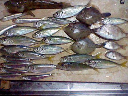 浅茂川にてサビキ楽しみました　アジ・イワシ…