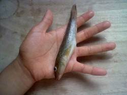 浅茂川港　ウキ釣りで手のひらサイズのハゼ
