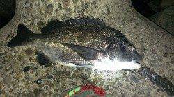 淀川河口　チニング釣行でチヌ45cmの納得サイズ