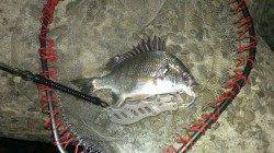 淀川河口　チニング釣行でチヌ45cmの納得サイズ