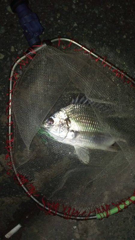 ショートバイトでしたがなんとかキビレをゲッ…