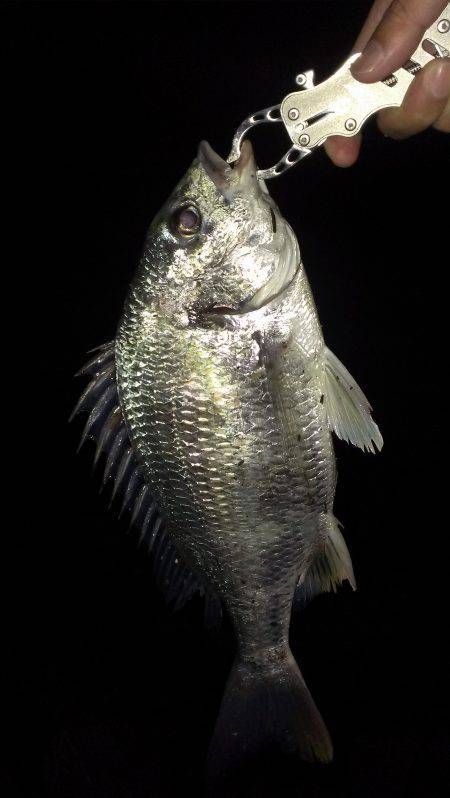 淀川河口でチニング　まだまだ楽しめそうです…