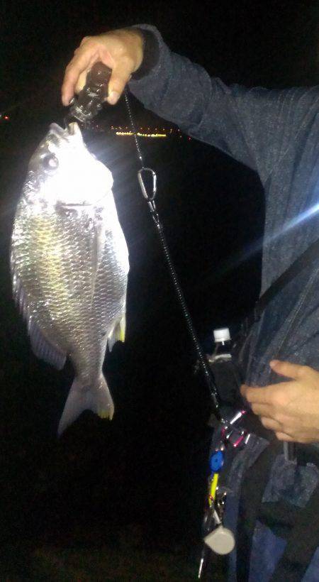 淀川チニング　キビレ42cm&43…