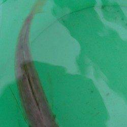 舞洲でタコを狙いましたが・・・ジグサビキでアジ