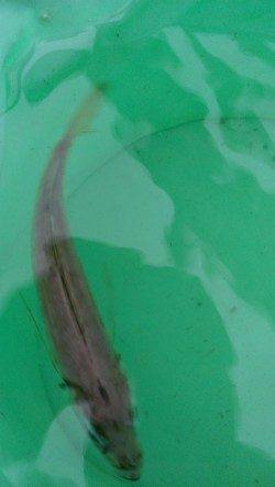 舞洲でタコを狙いましたが・・・ジグサビキでアジ