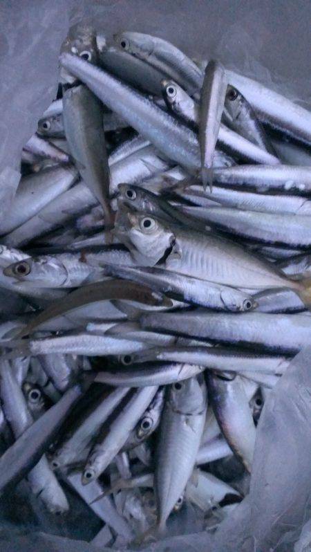 尼崎のびのび公園裏にてサビキ〜サッパ多数に…