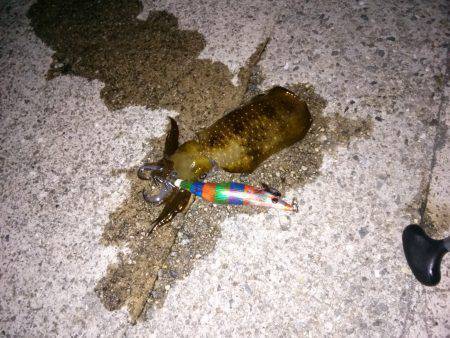 淡路・洲本　アオリイカは禁漁期間でリリース…