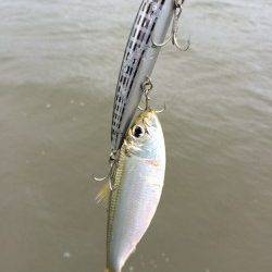 午後から2時間勝負で円山川にシーバス釣行