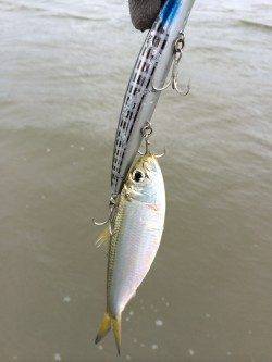 午後から2時間勝負で円山川にシーバス釣行