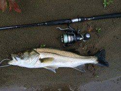 午後から2時間勝負で円山川にシーバス釣行