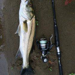 午後から2時間勝負で円山川にシーバス釣行