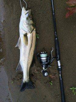 午後から2時間勝負で円山川にシーバス釣行