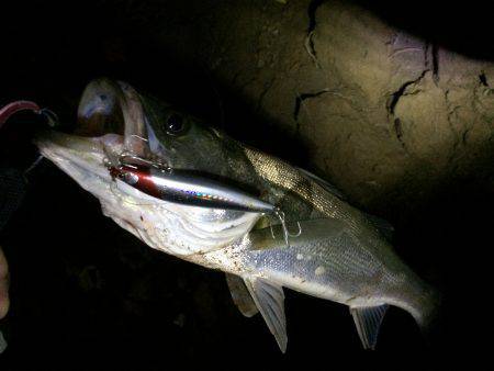雨で増水した円山川に釣行〜シーバス50UP…