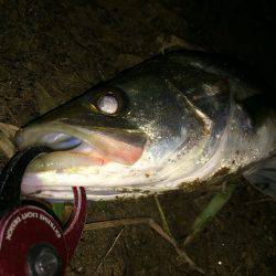 円山川シーバス釣果　下は30cm～上は56…