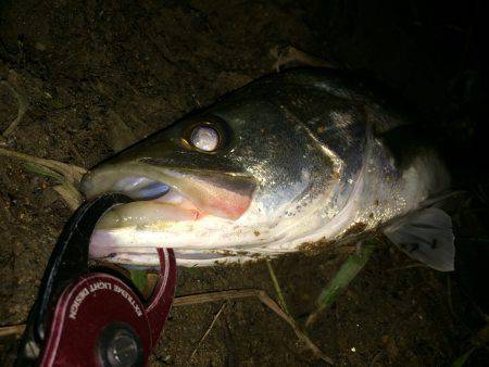 円山川シーバス釣果　下は30cm～上は56…