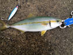 台風後の神戸沖堤にてツバス・サバ〜濁りと流…