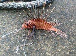 串本周辺の漁港でハナミノカサゴ&オオモンハタ