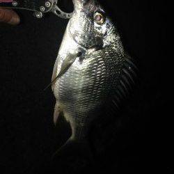 舞洲　午後9時までのチニングでキビレ7尾