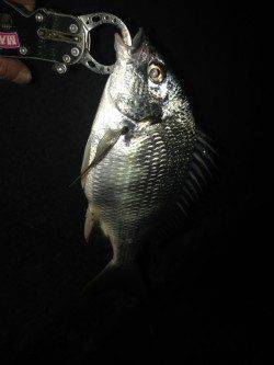 舞洲　午後9時までのチニングでキビレ7尾