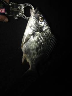 舞洲　午後9時までのチニングでキビレ7尾