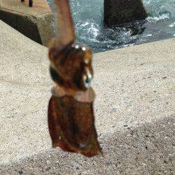 南塩谷　アオリイカの新子調査釣行☆