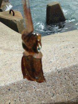 南塩谷　アオリイカの新子調査釣行☆