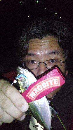 豆アジ豆サバをかわしてのアジング釣行