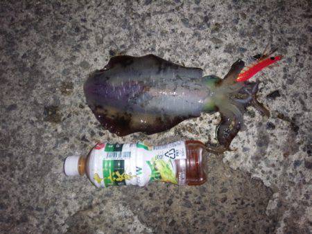上野漁港でアオリイカ釣果〜夜中の干潮前後を…