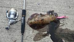 錦江湾里帰り釣行【早乙女一家氏　連載記事】