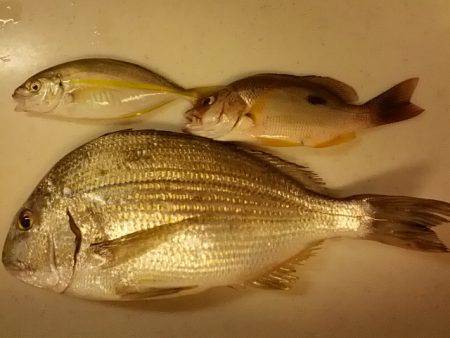 日置にて親子で投げ釣り〜ヘダイなどのほか大…