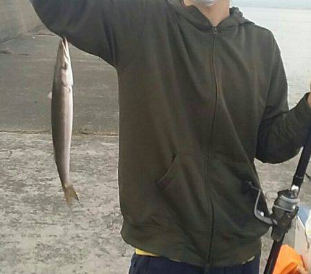 助松埠頭周辺にて太刀魚仕掛けでカマス、シラ…