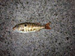 堺・一本松漁港　夜９時半頃からのイサギ狙い釣行