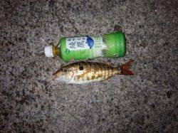 堺・一本松漁港　夜９時半頃からのイサギ狙い釣行