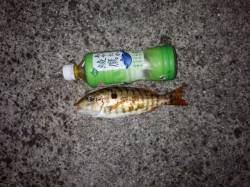 堺・一本松漁港　夜９時半頃からのイサギ狙い…