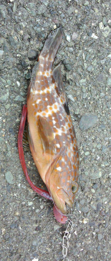 千歳　夜勤明けのルアー釣行でアコウゲット