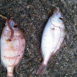 香住東港と西港でちょい投げ　チャリコとキスの釣果
