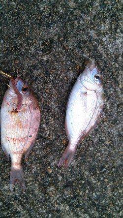 香住東港と西港でちょい投げ　チャリコとキスの釣果