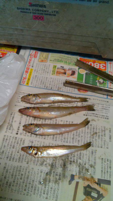 香住東港と西港でちょい投げ　チャリコとキス…