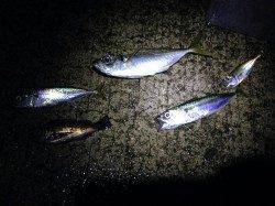 樽井漁港アジング〜ドシャ降りでもバイト多数で楽しめました！