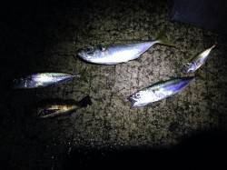 樽井漁港アジング〜ドシャ降りでもバイト多数…