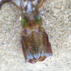 南塩谷　アオリイカの新子調査釣行☆