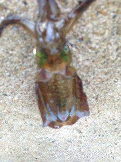 南塩谷　アオリイカの新子調査釣行☆