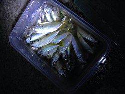 樽井漁港でアジング　港内にアジ回遊、活性高く入れ食い状態でした！