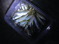 樽井漁港でアジング　港内にアジ回遊、活性高…