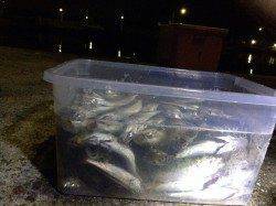 樽井漁港でアジング　港内にアジ回遊、活性高く入れ食い状態でした！