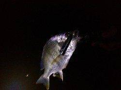 西宮浜周辺チニング高活性〜トップでも釣果ありました