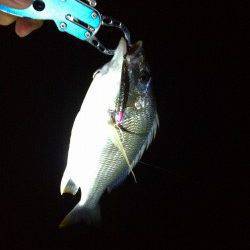 西宮浜周辺チニング高活性〜トップでも釣果ありました