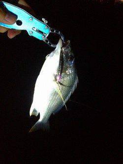 西宮浜周辺チニング高活性〜トップでも釣果ありました